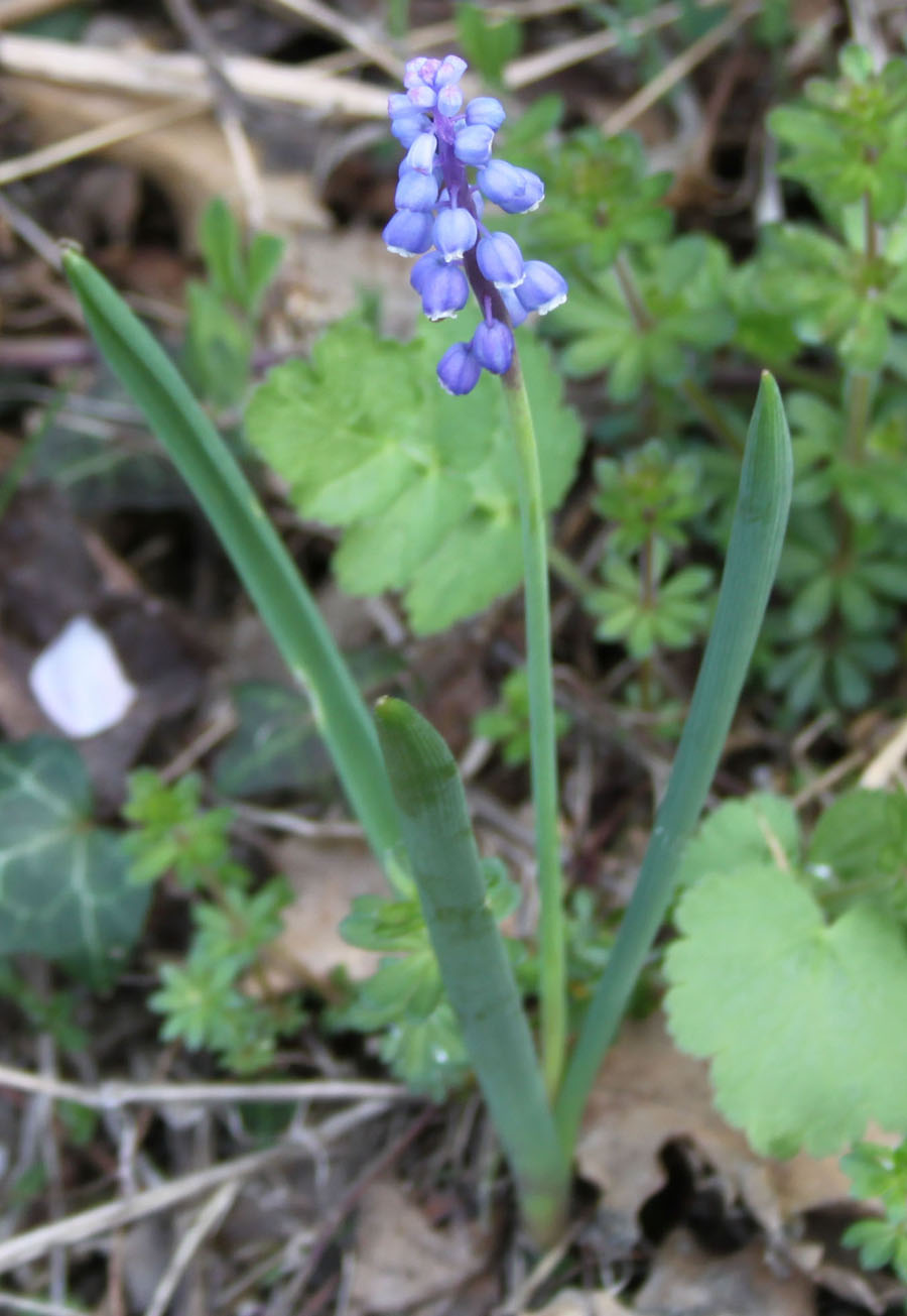 Muscari botryoides e neglectum